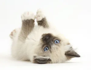 Ragdoll kitten, 10 weeks, lying on her back Ragdoll kitten, 10 weeks, lying on her back