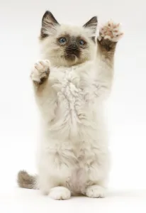 Ragdoll kitten, 10 weeks, reaching up in a playful manner Ragdoll kitten, 10 weeks, reaching up in a playful manner