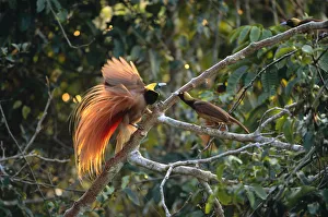 Raggiana bird of paradise (Paradisaea raggiana) male displaying to female Raggiana bird of paradise (Paradisaea raggiana) male displaying to female