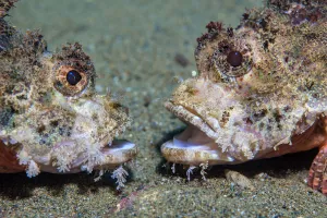 Raggy scorpionfish (Scorpaenopsis venosa) disputing territory. Ambon Bay, Ambon, Maluku Archipelago Raggy scorpionfish (Scorpaenopsis venosa) disputing territory. Ambon Bay, Ambon, Maluku Archipelago