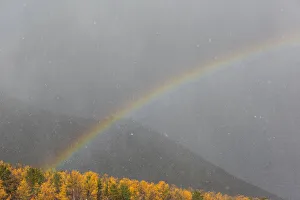Rainbow arching over mountains and sunlit trees in snowstorm, Northern Baikal, Siberia, Russia. October, 2020 Rainbow arching over mountains and sunlit trees in snowstorm, Northern Baikal, Siberia, Russia. October, 2020