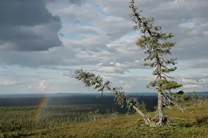 Lapland Forest Scenery Prints: Rainbow and cloudy sky over forest landscape
