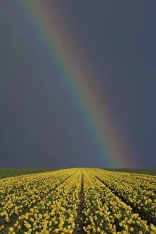 Rainbow over field of Daffodils (Narcissus sp) grown for the commercial market Rainbow over field of Daffodils (Narcissus sp) grown for the commercial market