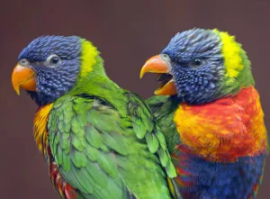 Rainbow lorikeet (Trichoglossus haematodus) captive, occurs in Australia Rainbow lorikeet (Trichoglossus haematodus) captive, occurs in Australia