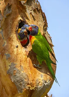 Rainbow lorikeet (Trichoglossus moluccanus) feeding chicks in nest hole. Lane Cove National Park Rainbow lorikeet (Trichoglossus moluccanus) feeding chicks in nest hole. Lane Cove National Park