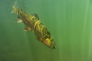 Rainbow trout (Oncorhynchus mykiss) in green turbid waters,Gunnison River, Colorado, USA, April Rainbow trout (Oncorhynchus mykiss) in green turbid waters,Gunnison River, Colorado, USA, April