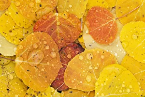 Raindrops on fallen autumn quaking aspen leaves (Populus tremuloides), Colorado, USA Raindrops on fallen autumn quaking aspen leaves (Populus tremuloides), Colorado, USA