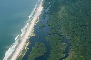 Rainforest on the coast of the Atlantic Ocean, Gamba, Gabon Rainforest on the coast of the Atlantic Ocean, Gamba, Gabon