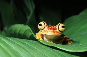 Images Dated 3rd April 2003: Rainforest tree frog on leaf, Ecuador, South America