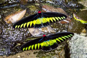 Raja Brookes Birdwing Butterfly (Trogonoptera brookiana), Borneo Raja Brookes Birdwing Butterfly (Trogonoptera brookiana), Borneo