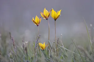 Four rare yellow Bieberstein tulips (Tulipa biebersteiniana) in flower, Rostovsky Nature Reserve Four rare yellow Bieberstein tulips (Tulipa biebersteiniana) in flower, Rostovsky Nature Reserve
