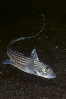 Popular themes/wild wonders europe 4/ratfish ghost shark chimaera monstrosa Popular themes/wild wonders europe 4/ratfish ghost shark chimaera monstrosa