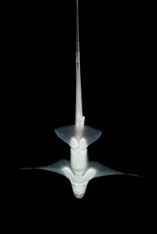 Popular themes/wild wonders europe 2/ratfish ghost shark chimaera monstrosa Popular themes/wild wonders europe 2/ratfish ghost shark chimaera monstrosa
