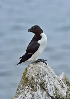 Razorbill (Alca torda) Great Saltee Island, County Wexford, Ireland, June Razorbill (Alca torda) Great Saltee Island, County Wexford, Ireland, June