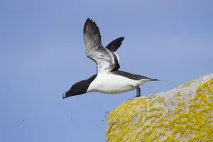 Razorbill (Alca torda) taking off from cliff. June 2010 Razorbill (Alca torda) taking off from cliff. June 2010