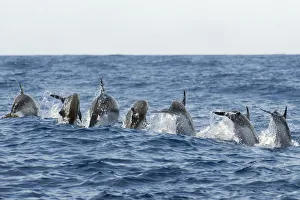Rear view of Atlantic spotted dolphins (Stenella frontalis) porpoising, Pico, Azores Rear view of Atlantic spotted dolphins (Stenella frontalis) porpoising, Pico, Azores