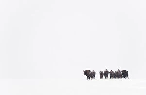 Rear view of European bison (Bison bonasus) in agricultural field, Bialowieza NP