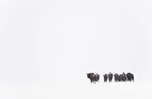 Rear view of European bison (Bison bonasus) in agricultural field, Bialowieza NP Rear view of European bison (Bison bonasus) in agricultural field, Bialowieza NP