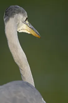 Rear view of Grey heron (Ardea cinerea) Elbe Biosphere Reserve, Lower Saxony, Germany Rear view of Grey heron (Ardea cinerea) Elbe Biosphere Reserve, Lower Saxony, Germany