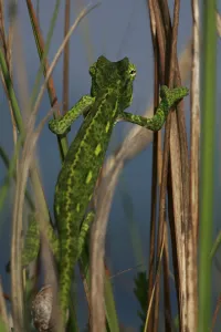 Rear view of juvenile African chameleon (Chamaeleo africanus) climbing Rear view of juvenile African chameleon (Chamaeleo africanus) climbing