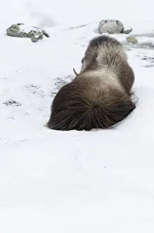 Rear view of Muskox (Ovibos moschatus) lying in snow, Dovrefjell National Park, Norway Rear view of Muskox (Ovibos moschatus) lying in snow, Dovrefjell National Park, Norway