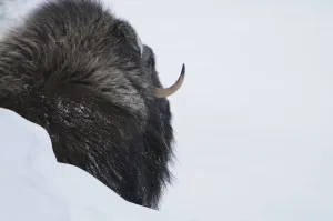 Rear view of Muskox (Ovibos moschatus) behind snow bank, Dovrefjell National Park Rear view of Muskox (Ovibos moschatus) behind snow bank, Dovrefjell National Park