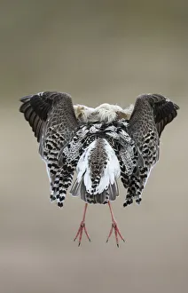 Rear view of Ruff (Philomachus pugnax) in full display at the lek. Varanger, Finmark Rear view of Ruff (Philomachus pugnax) in full display at the lek. Varanger, Finmark