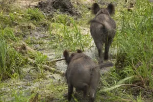 Rear view of two Wild boars (Sus scrofa) crossing swamp Rear view of two Wild boars (Sus scrofa) crossing swamp