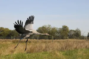 Recently released young Common / Eurasian crane (Grus grus) landing within a fox-proof Recently released young Common / Eurasian crane (Grus grus) landing within a fox-proof