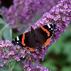 Red admiral butterfly (Vanessa atalanta) on Buddleia flowers, County Down, Northern Ireland Red admiral butterfly (Vanessa atalanta) on Buddleia flowers, County Down, Northern Ireland