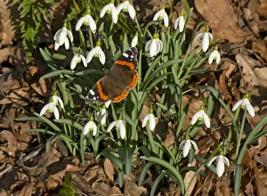 Red admiral (Vanessa atalanta) basking in sun, on Snowdrops (Galanthus nivalis). In garden Red admiral (Vanessa atalanta) basking in sun, on Snowdrops (Galanthus nivalis). In garden