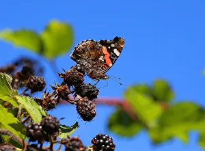Red admiral (Vanessa atalanta) feeding on Blackberry. Surrey, England, UK, September Red admiral (Vanessa atalanta) feeding on Blackberry. Surrey, England, UK, September