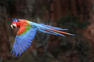 Red-and-green macaw (Ara chloropterus) in flight over forest canopy. Buraco das Araras Red-and-green macaw (Ara chloropterus) in flight over forest canopy. Buraco das Araras