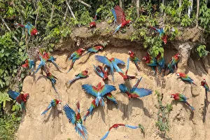 Red-and-Green Macaws (Ara chloropterus), feeding at the wall of a riverside clay lick Red-and-Green Macaws (Ara chloropterus), feeding at the wall of a riverside clay lick