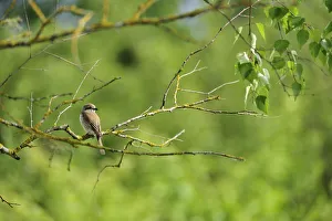 Red backed shrike (Lanius collurio) on branch, Latvia, June 2009 Red backed shrike (Lanius collurio) on branch, Latvia, June 2009
