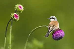 Red-backed Shrike male (Lanius collurio) male perched on Musk thistle (Carduus nutans Red-backed Shrike male (Lanius collurio) male perched on Musk thistle (Carduus nutans