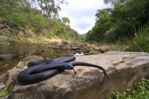 Red-bellied Blacksnake (Pseudechis porphyriacus) basking on rock, Lerderderg Gorge Red-bellied Blacksnake (Pseudechis porphyriacus) basking on rock, Lerderderg Gorge