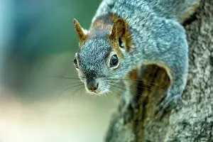 Central America Wildlife Photos Prints: Red-bellied squirrel (Sciurus aureogaster) resting on tree trunk