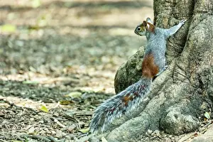 Latin America Mammals Prints: Red-bellied squirrel (Sciurus aureogaster) standing on base of tree trunk
