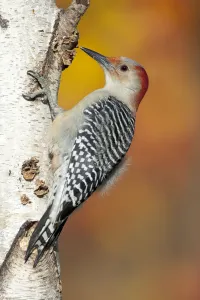 Red-bellied Woodpecker (Melanerpes carolinus), female perched on birch trunk in autumn Red-bellied Woodpecker (Melanerpes carolinus), female perched on birch trunk in autumn