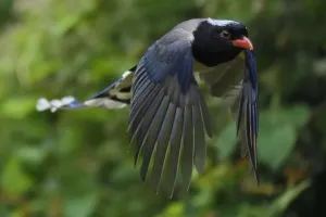 Red-billed blue magpie (Urocissa erythroryncha) flying, Yangxian Biosphere Reserve Red-billed blue magpie (Urocissa erythroryncha) flying, Yangxian Biosphere Reserve