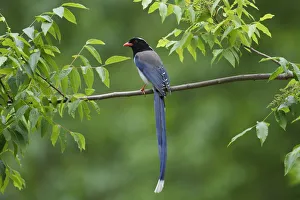Red-billed blue magpie (Urocissa erythroryncha) perched on a branch Red-billed blue magpie (Urocissa erythroryncha) perched on a branch