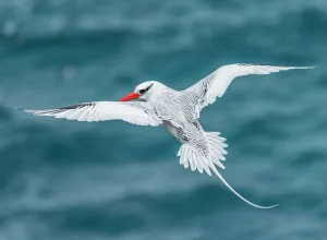 Tui roy/lifetime galapagos/red billed tropicbird phaethon aethereus flight Tui roy/lifetime galapagos/red billed tropicbird phaethon aethereus flight