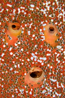 Red boring sponge (Cliona delitrix) three excurrent apertures covered in Sponge zoanthids Red boring sponge (Cliona delitrix) three excurrent apertures covered in Sponge zoanthids