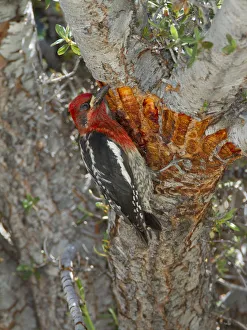 Red-breasted sapsucker (Sphyrapicus ruber) adult feeding on tree sap from shallow Red-breasted sapsucker (Sphyrapicus ruber) adult feeding on tree sap from shallow