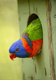 Red-collared lorikeet (Trichoglossus rubritorquis) head peering out of nest box Red-collared lorikeet (Trichoglossus rubritorquis) head peering out of nest box