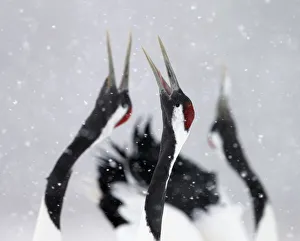 Red-crowned Cranes (Grus japonensis) displaying and calling in snow, Hokkaido, Japan Red-crowned Cranes (Grus japonensis) displaying and calling in snow, Hokkaido, Japan