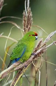 Red-crowned Parakeet (Cyanoramphus novaezelandiae) Enderby Island, Auckland Islands Group Red-crowned Parakeet (Cyanoramphus novaezelandiae) Enderby Island, Auckland Islands Group