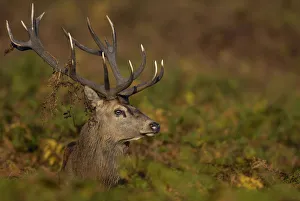Red deer {Cervus elaphus} adult male in autumnal bracken during the October rut. Leicestershire Red deer {Cervus elaphus} adult male in autumnal bracken during the October rut. Leicestershire