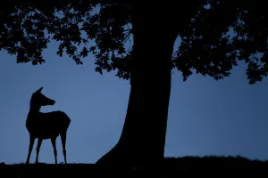 Red Deer (Cervus elaphus) doe, silhouetted at dusk, Bradgate Park, UK, November Red Deer (Cervus elaphus) doe, silhouetted at dusk, Bradgate Park, UK, November